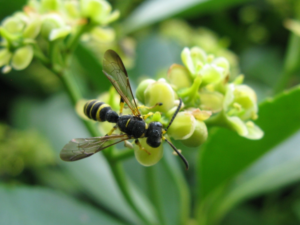 Cerceris sp. (Crabronidae)